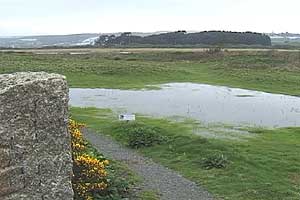 Cornish Birdwatching