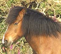 horse