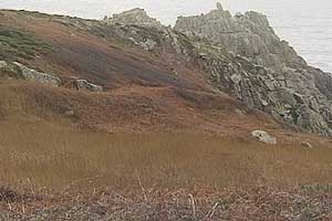 Treen Cliff